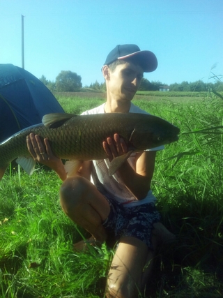 Grass carp