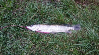 Northern Pike