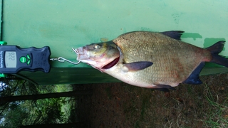 Carp bream