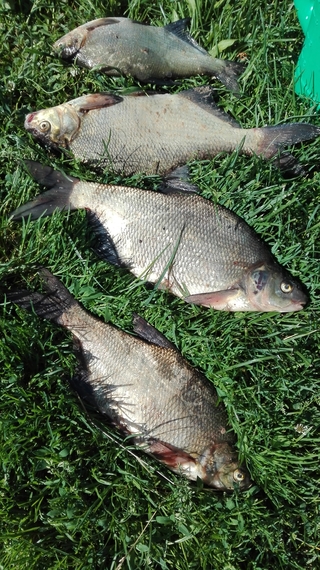 Carp bream