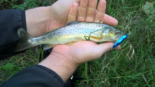 Brown Trout