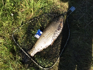 Grass carp