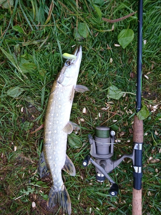 Northern Pike