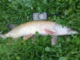 Northern Pike