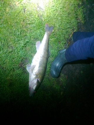 Pike perch