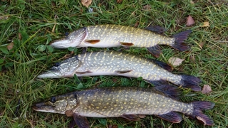 Northern Pike