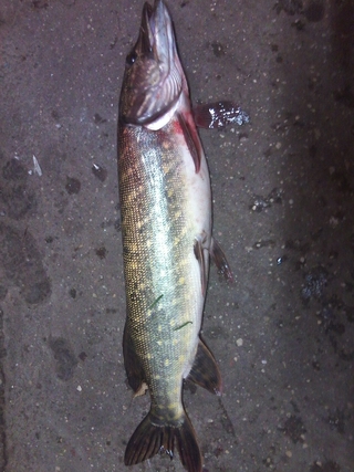 Northern Pike