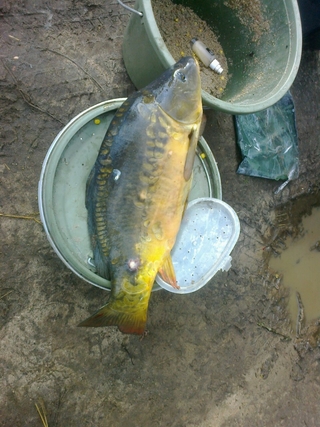 Mirror carp