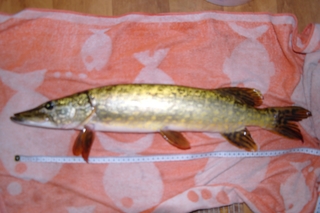 Northern Pike