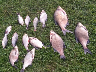 Carp bream