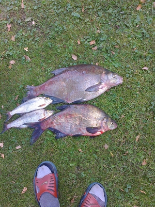 Carp bream