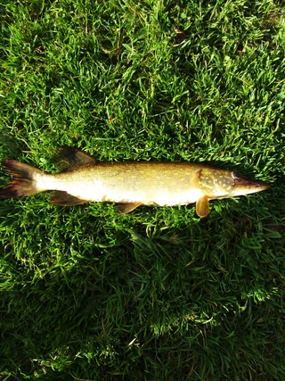 Northern Pike