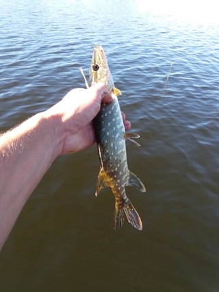 Northern Pike