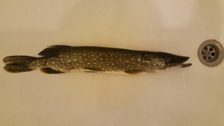 Northern Pike