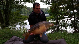 Mirror carp