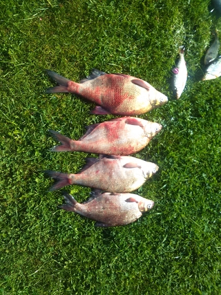 Carp bream