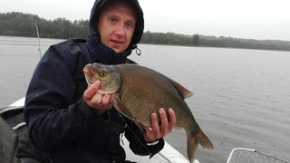Carp bream
