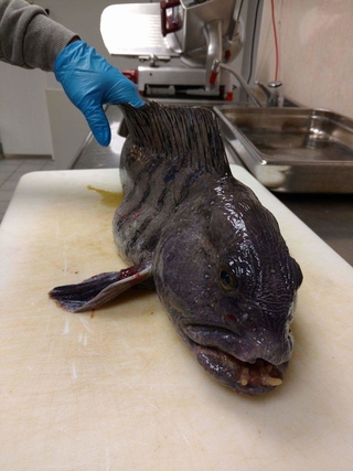 Atlantic wolffish