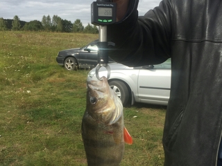 Eurasian perch