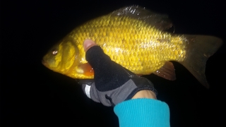 Crucian carp