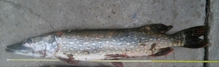 Northern Pike