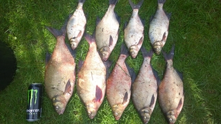 Carp bream