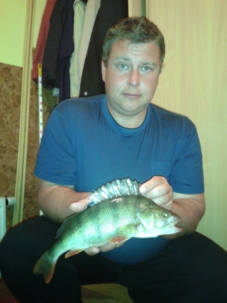 Eurasian perch