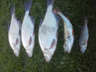 Carp bream
