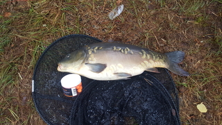 Mirror carp