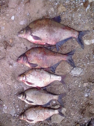Carp bream