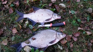 Carp bream