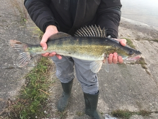 Pike perch
