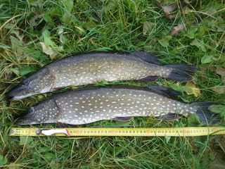 Northern Pike
