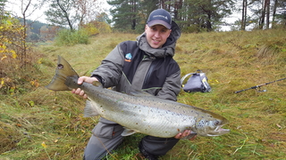 Atlantic salmon