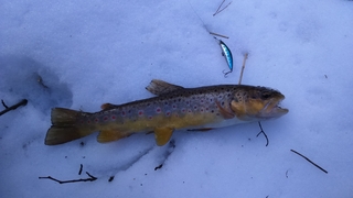 Brown Trout
