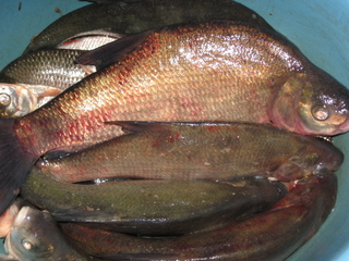 Carp bream