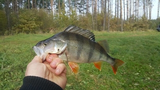 Eurasian perch
