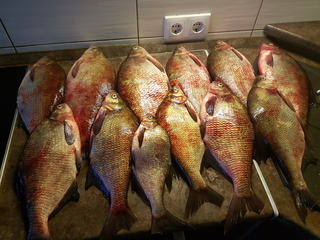 Carp bream
