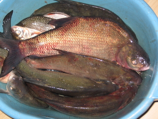 Carp bream