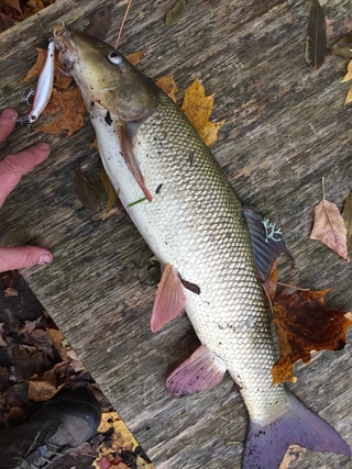 Barbel