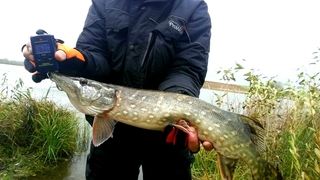 Northern Pike