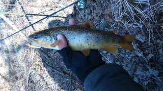 Brown Trout