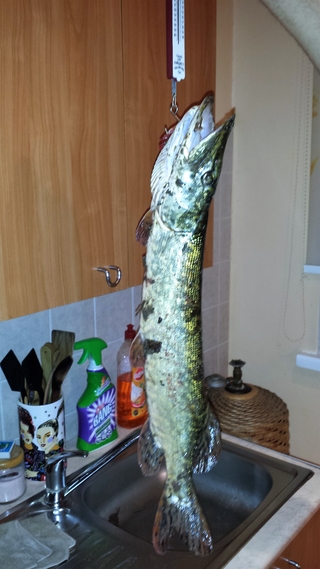 Northern Pike
