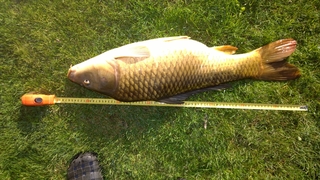 Carp