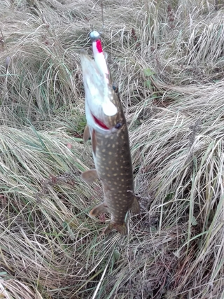 Northern Pike
