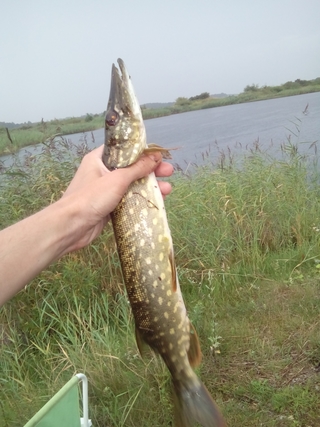 Northern Pike