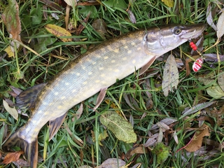 Northern Pike