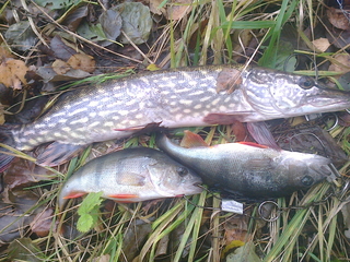 Northern Pike