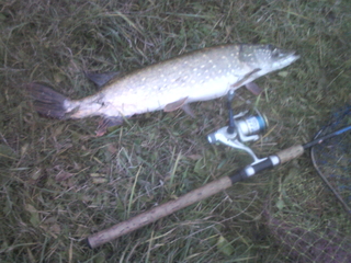Northern Pike
