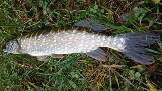 Northern Pike